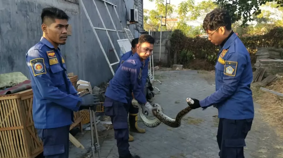 Piton Masuk Kandang Ayam di Kebomas Gresik, Tujuh Petugas Damkarla Turun Evakuasi
