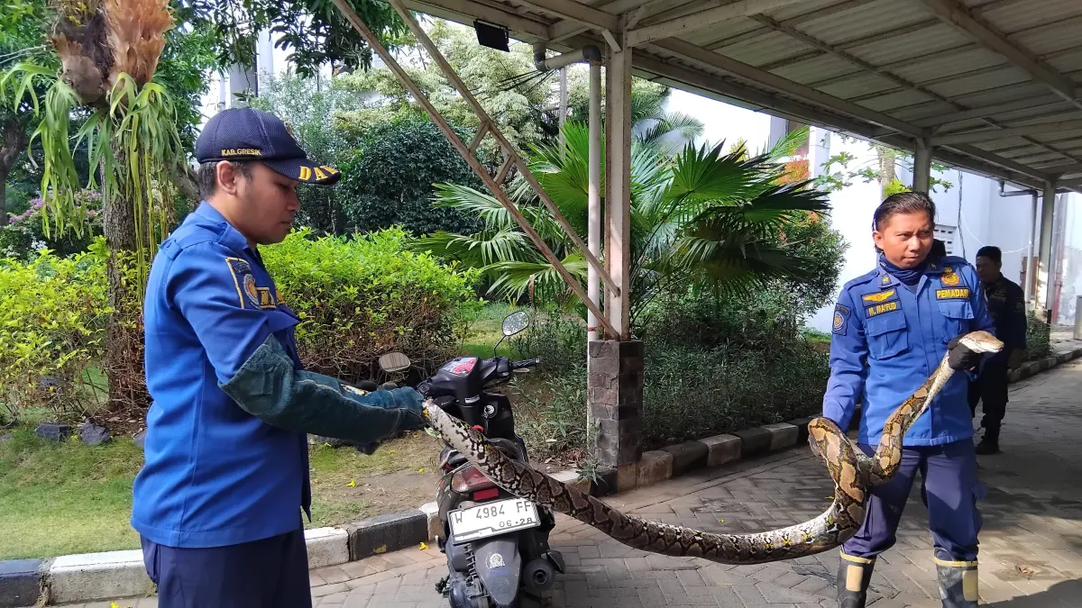 Piton 2,5 Meter Mangsa Kucing di Halaman Kantor Bupati Gresik, Delapan Petugas Turun Mengevakuasi