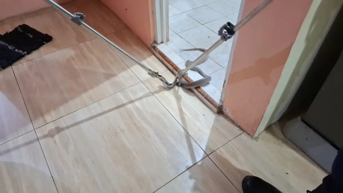 Ular Kobra Masuk Rumah Warga Duduksampeyan, Damkar Gresik Turun Malam Hari